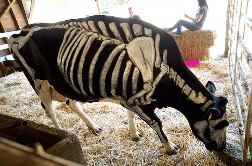 skeleton-dog-halloween-costume-non-toxic-pet-paint-3