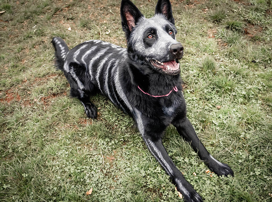 Pet Owners Use Non-Toxic Face Paint To Turn Their Animals Into Creepy Skeletons For Halloween
