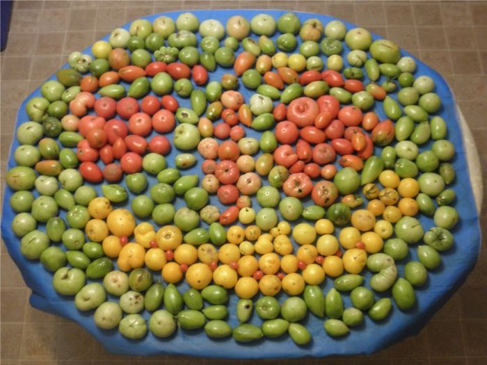Smiley Tomatoes