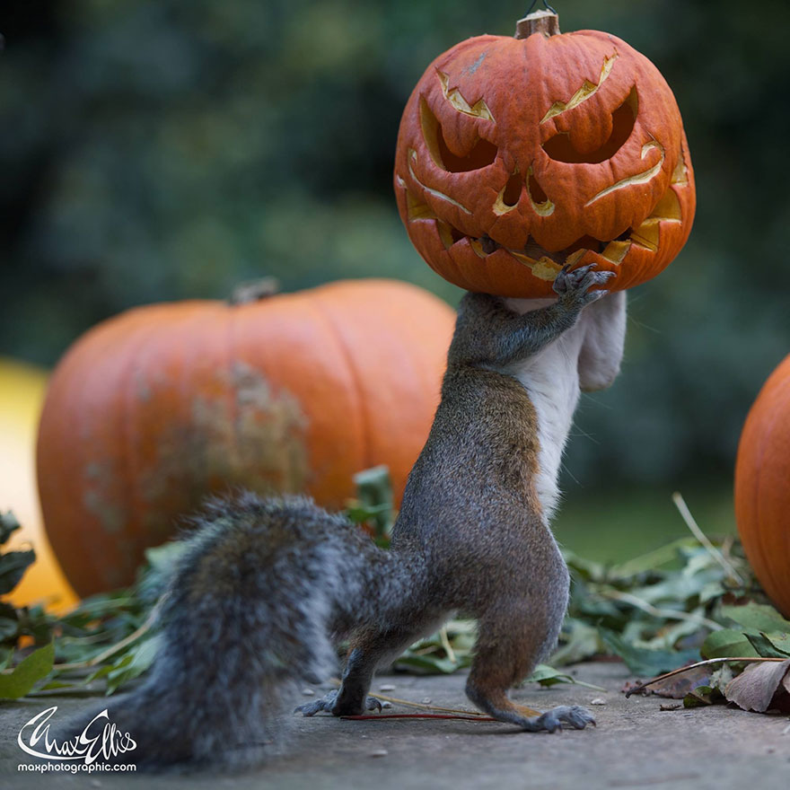 Squirrel Tries To Steal A Carved Pumpkin From Photographer's Backyard