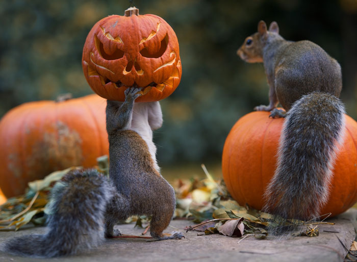 Squirrel Tries To Steal A Carved Pumpkin From Photographer’s Backyard