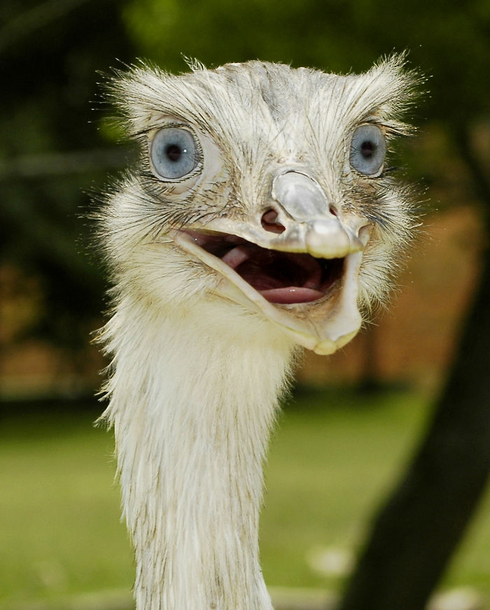 Shocked Ostrich