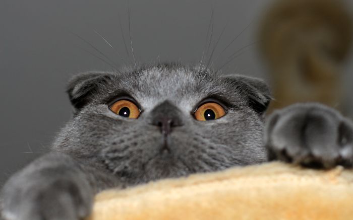 Shocked Cat
