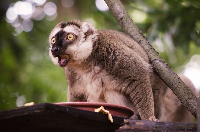 Shocked Lemur