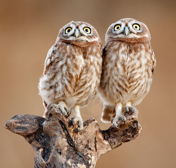 Shocked Owls