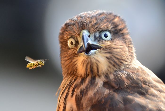 Shocked Bird