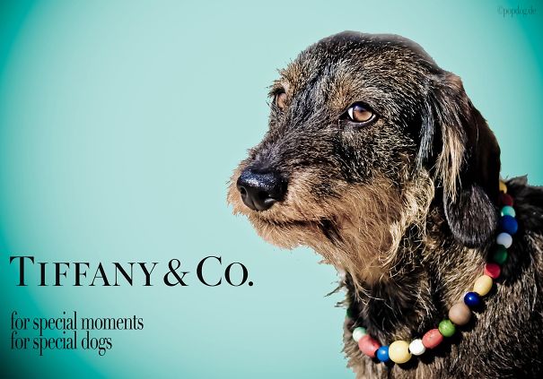 Dogs Imagined As Main Characters In Traditional Print Ads