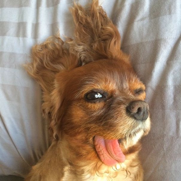 Meet Toast, The Cute NY Rescue Puppy With A Floppy Tongue