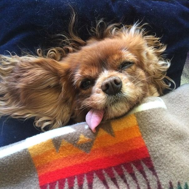 Meet Toast, The Cute NY Rescue Puppy With A Floppy Tongue