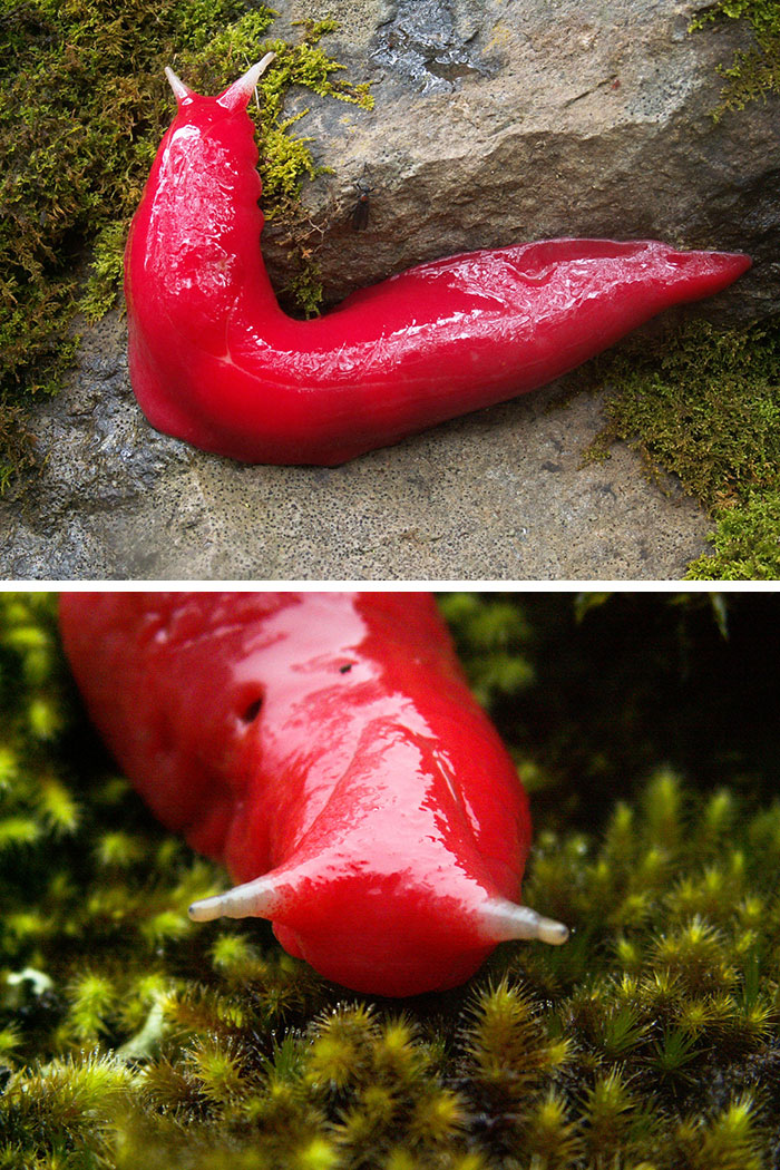 Red Slug