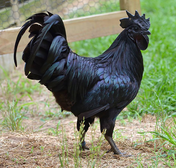 Black Rooster Ayam Cemani