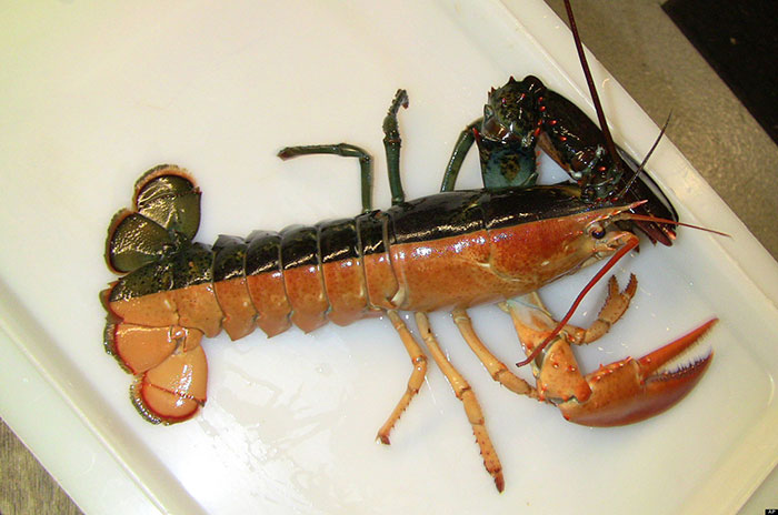 Chimeric Lobster