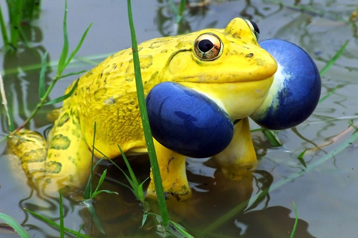 79 Unusual Animals With Unexpected Colors | Bored Panda