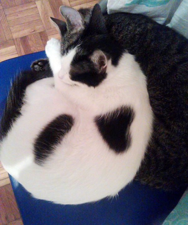 Little Heart On A Cat