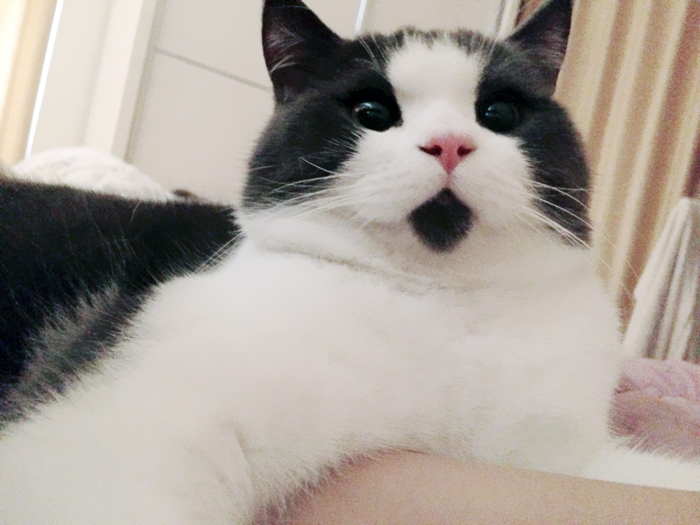The OMG Cat