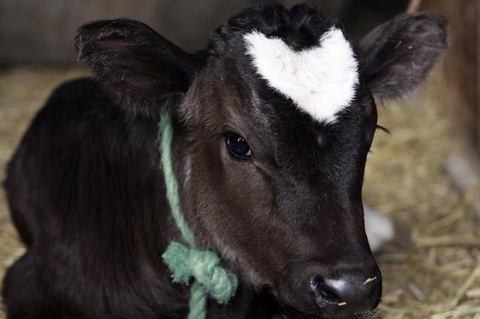 Heart Marking On A Cow