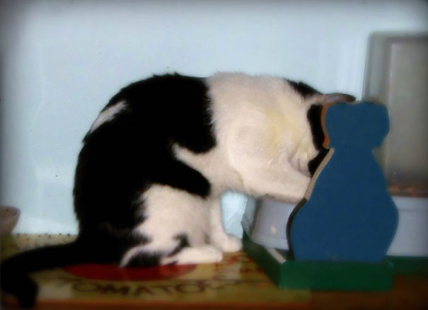 Cat With A Monkey On It's Back