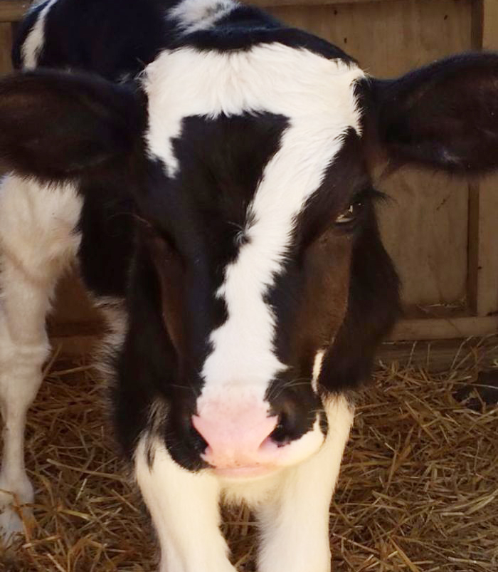 Cow Born With No. 7 On His Forehead
