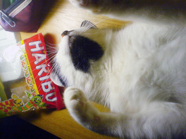 Cat With A Soft Spot