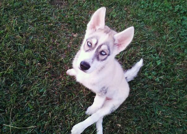 This Dog Has Glasses On