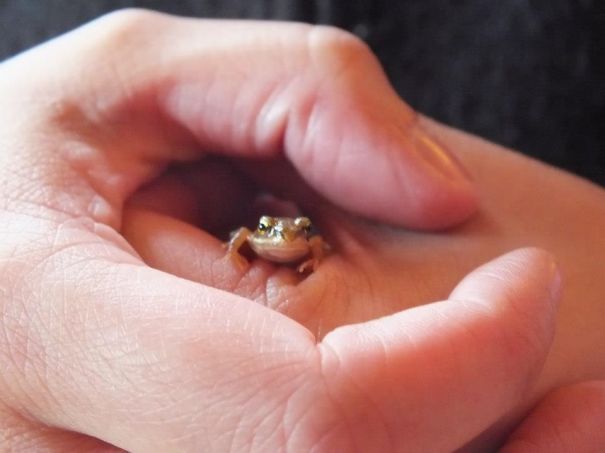 Tiniest Froggie Friend Met In Samogitia, Lithuania