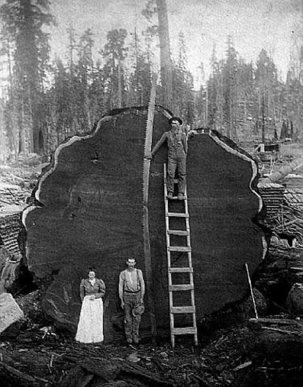 Cutting The Big Trees
