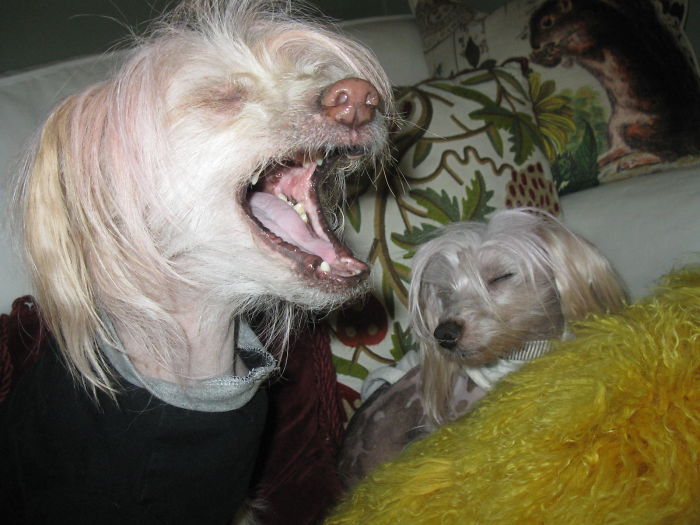 Edweird And Pipsqueak The "hairy" Hairless Chinese Crested Dogs