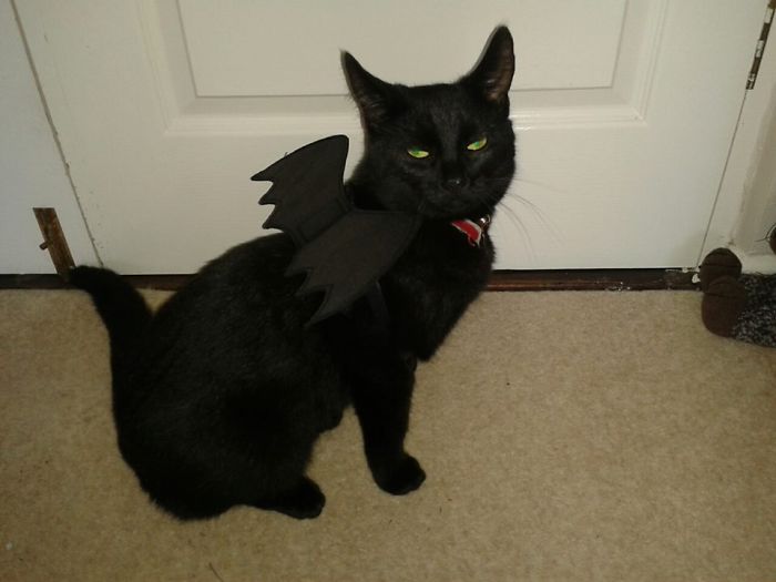 Cat Is How To Train Your Dragon, Toothless