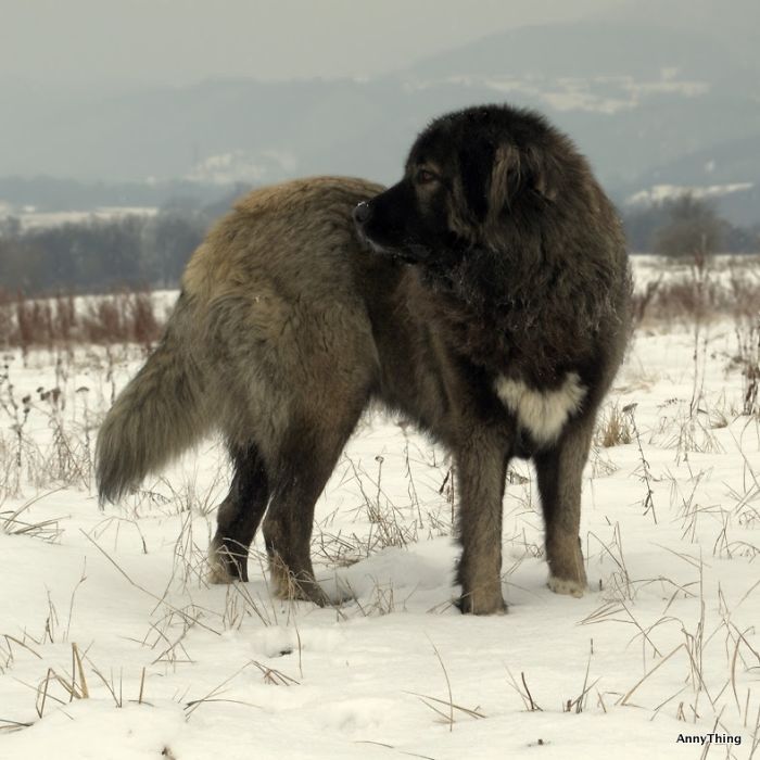 Siva - Heart Caucasian Shepherd Dog From Slovakia