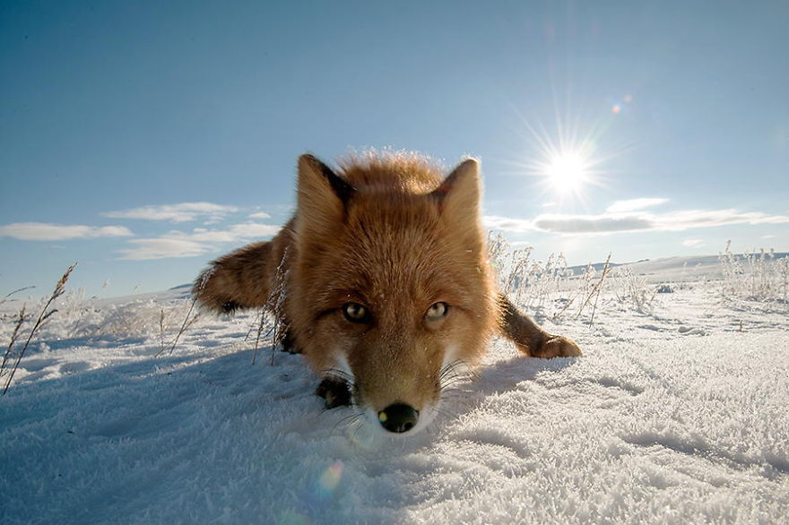 Russian Miner Spends His Breaks Taking Photos Of Foxes In The Arctic Circle