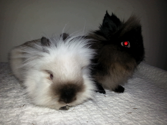 Lionhead Rabbits- Charlie & Lucy