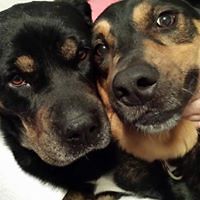 daniellempeterson avatar