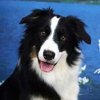 fdoagustin_lanuzaladino avatar