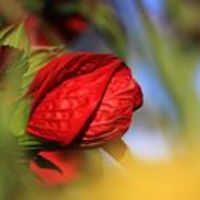 546730a37a4b9 avatar