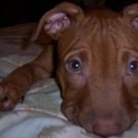 snoopdawneydawn avatar