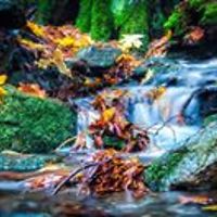 dianne_casley avatar