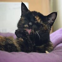 deianira_fraser avatar