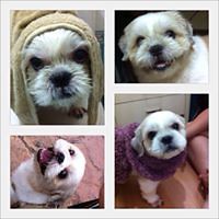 tutu_meowmeow avatar