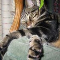 corinne_plaisance avatar