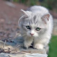 5473b56c6c136 avatar