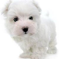 54772ed7451af avatar