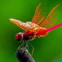 athip_saungsomboon avatar