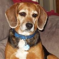 tess_vanderpol_92 avatar