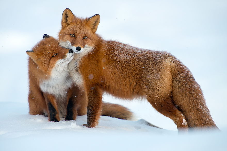 Russian Miner Spends His Breaks Taking Photos Of Foxes In The Arctic Circle