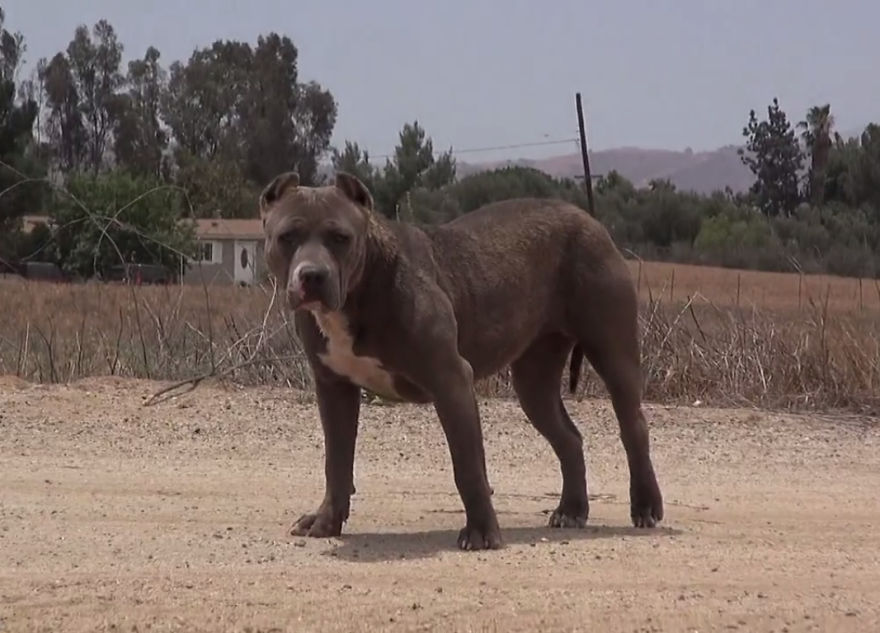 Abandoned And Left To Die, Adorable Pit Bull Finds Forever Home (video)
