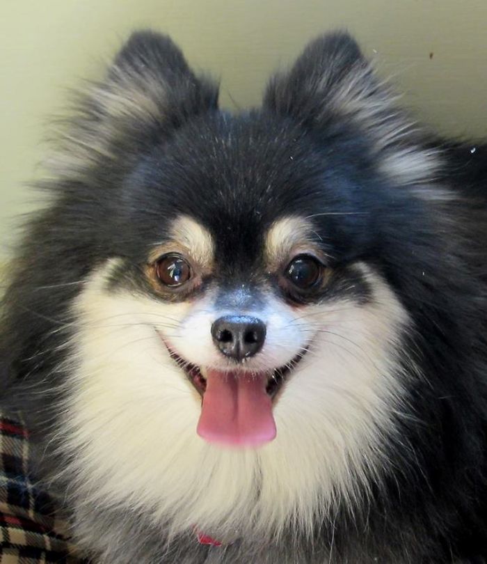 Happy Little Bandit - Charlie Rescue Dog