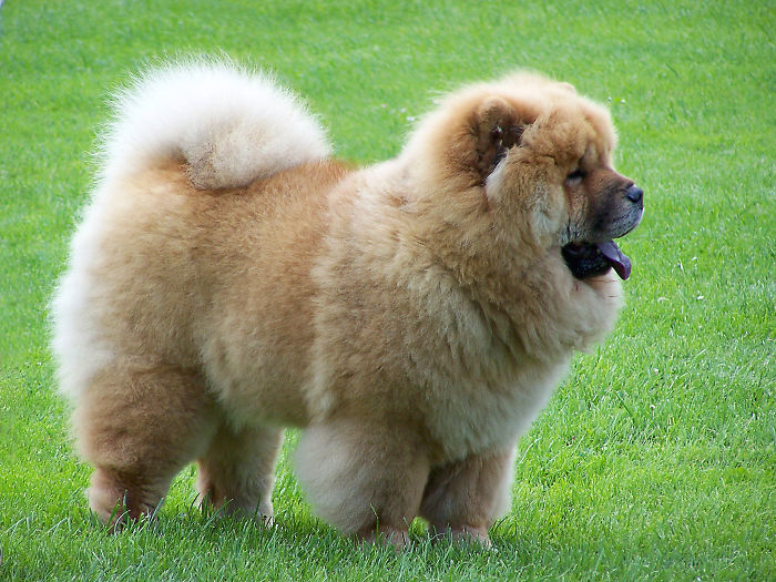 Chinese Chow Chow