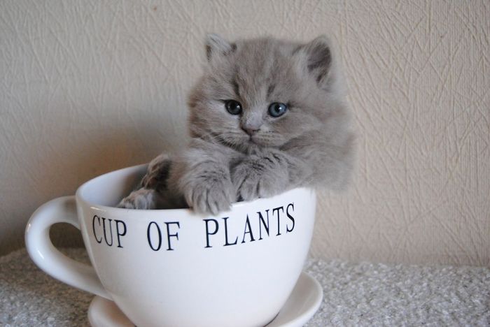Kitten In A Cup