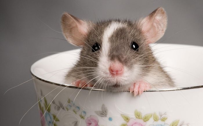 Rat In A Cup