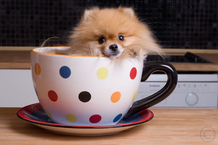 Puppy In A Cup